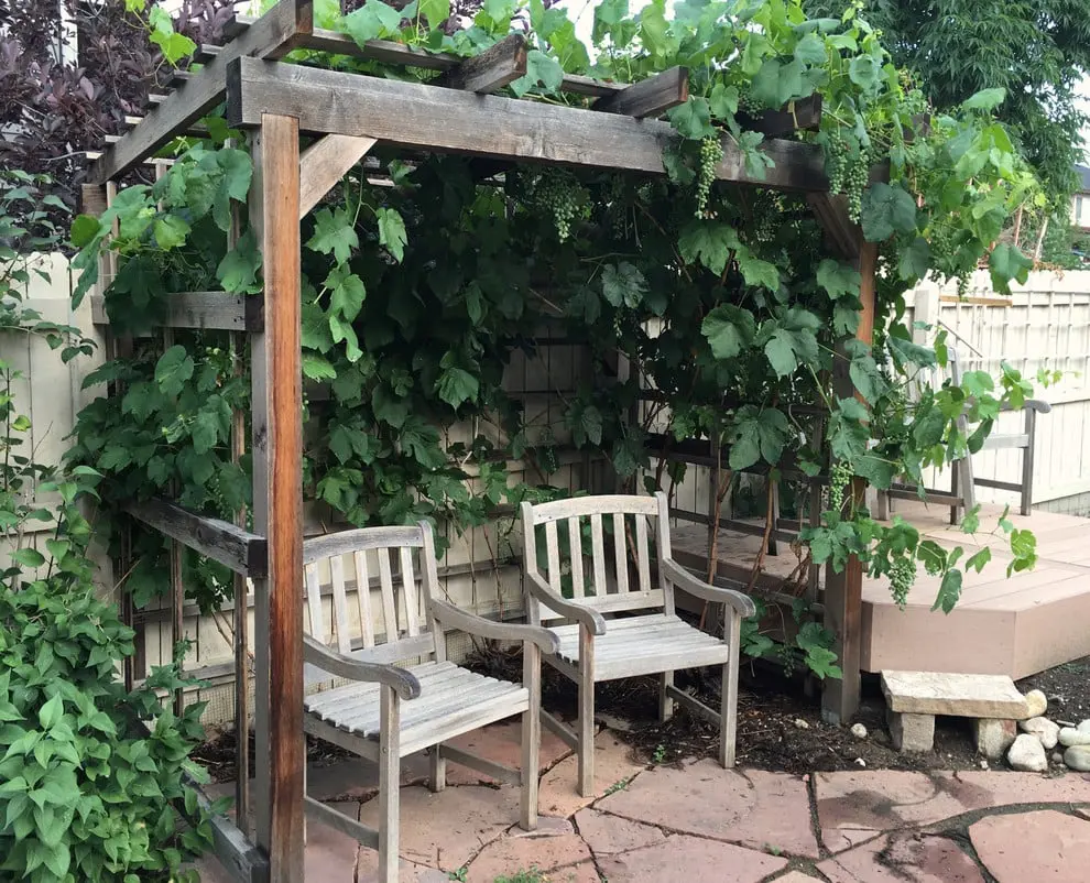 Beautiful garden arbor with vines